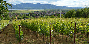 konverzija vinograda 2018